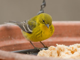 _MG_2910 Pine Warbler