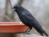 _MG_0829 Wary Crow