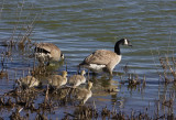 _MG_4148 Goose Family