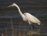 _MG_4189 Great Egret