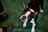 _MG_4852 Boston Terrier