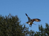 Red-tailed Hawk juvenile