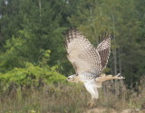 Red-tailed Hawk juvenile