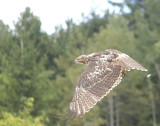 Red-tailed Hawk juvenile