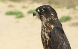 Merlin juvenile female