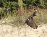 Sharp-shinned Hawk juvenile female