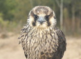 Peregrine Falcon juvenile male