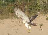 Red-tailed Hawk juvenile