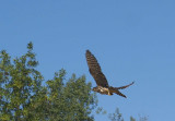 Merlin juvenile female