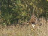 Merlin juvenile female