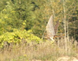 Merlin juvenile male