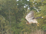 Cooper's Hawk juvenile female
