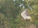 Coopers Hawk juvenile female