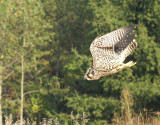 Peregrine Falcon juvenile female