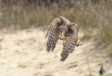 Cooper's Hawk juvenile female