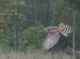Sharp-shinned Hawk juvenile female