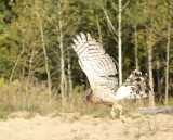 Coopers Hawk juvenile female