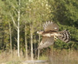 Cooper's Hawk adult male