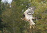 Cooper's Hawk juvenile female