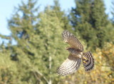 Sharp-shinned Hawk juvenile female