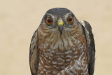 Sharp-shinned Hawk adult male