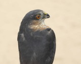 Sharp-shinned Hawk adult male