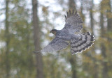 Cooper's Hawk adult male