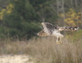 Cooper's Hawk juvenile female