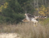 Coopers Hawk juvenile female