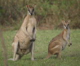 Agile Wallaby