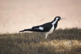 Magpie Lark