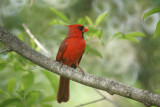 Northern Cardinal