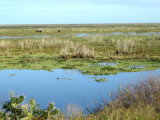 Taim Ecological Reserve