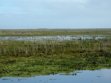 Taim Ecological Reserve