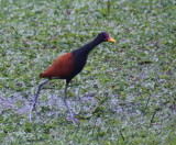 Wattled Jacana