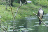 Barred Forest-Falcon, Juvenile