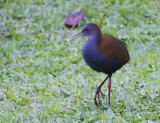 Slaty-breasted Woodrail