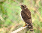 Roadside Hawk