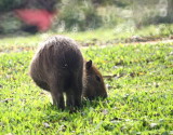 Capybara