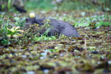 Cattle Tyrant on capybara