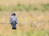 Spot-winged Pigeon