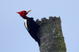 Cream-backed Woodpecke
