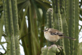 White-banded Mockingbird