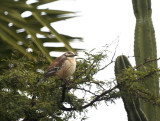 White-banded Mockingbird