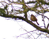 Lark-like Brushrunner