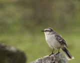 Chalk-browed Mockingbird