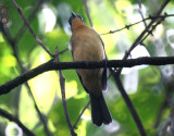 Black-goggled Tanager