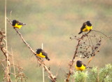 Brown and Yellow Marshbird