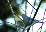 Sayaca Tanager