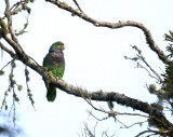 Vinaceous Parrot